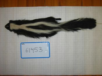 Media type: image;   Mammalogy 61435